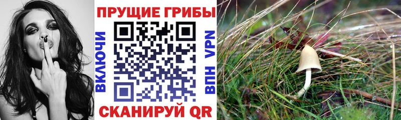 Псилоцибиновые грибы мицелий  Лесозаводск 